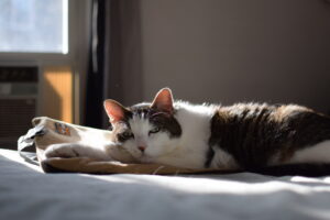 Norbit the cat sitting on his heating pad