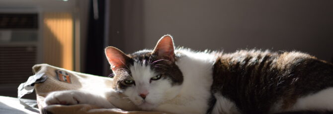 Norbit the cat sitting on his heating pad